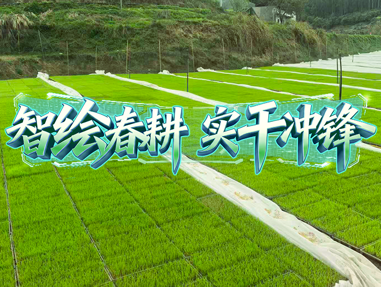 媒体聚焦 | 春耕一线探新景，，，，，育秧育种新升级
